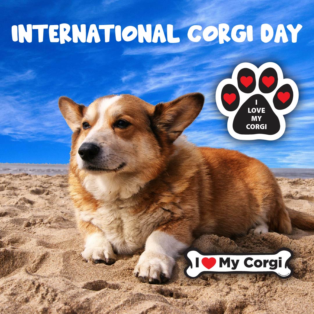 International Corgi Day Magnetmeup