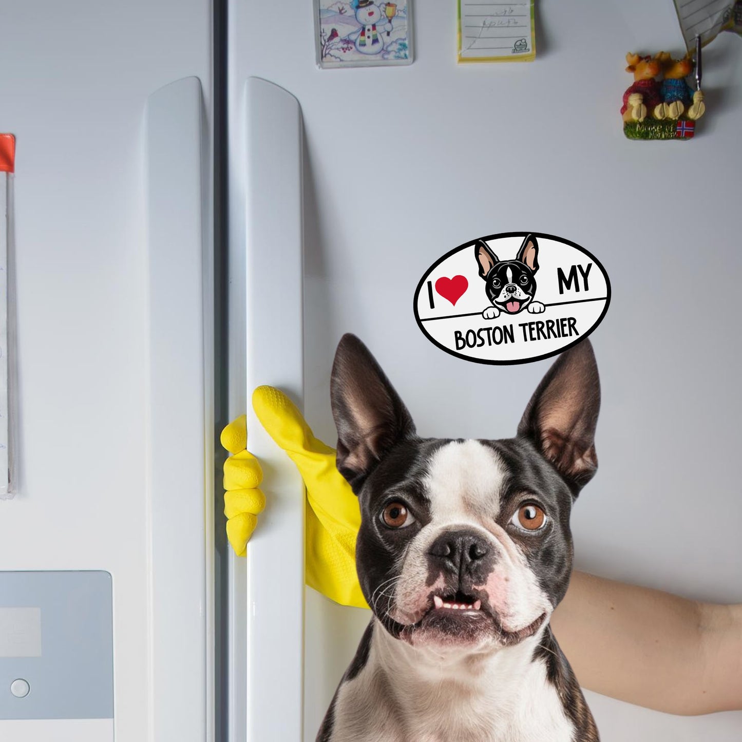 Magnet Me Up I Love My Boston Terrier Dog Breed Car Magnet Decal, 4x6 Inches Oval, Adorable Decoration for Vehicle, Fridge, and More! Cute Peeking Dog, Breed Lovers Bumper Magnet, Made in USA